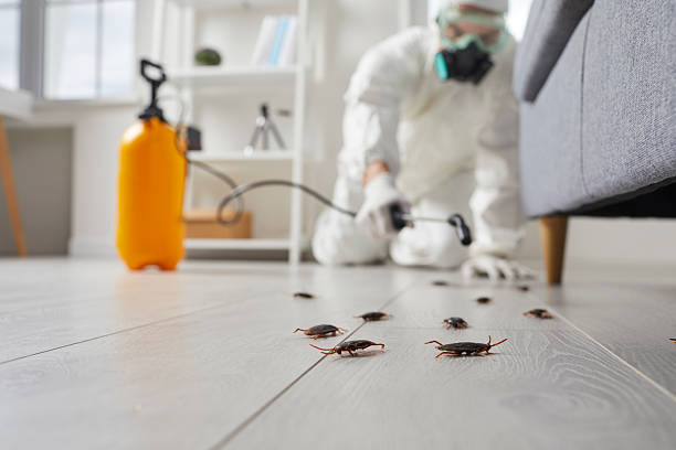 Post-Treatment Bed Bug Interceptor Monitoring in Loma Rica
